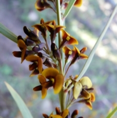 Daviesia mimosoides (Bitter Pea) at Bullen Range - 9 Oct 2008 by LukeJ