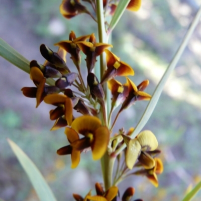 Daviesia mimosoides (Bitter Pea) at Bullen Range - 9 Oct 2008 by LukeJ