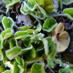 Dichondra repens (Kidney Weed) at Bullen Range - 9 Oct 2008 by LukeJ