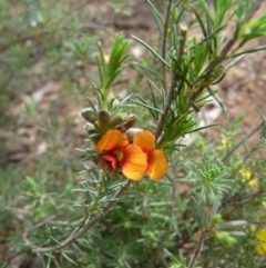 Dillwynia sericea (Egg And Bacon Peas) at Coree, ACT - 14 Oct 2008 by LukeJ