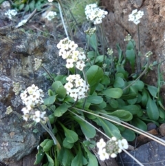 Drabastrum alpestre (Mountain Cress) at Uriarra Village, ACT - 3 Sep 2007 by Maliyan