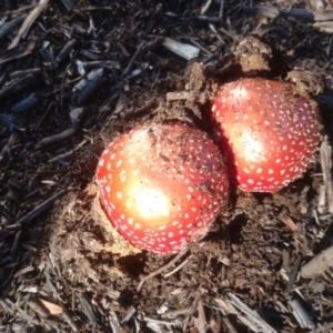 Amanita muscaria at Acton, ACT - 29 Jun 2015