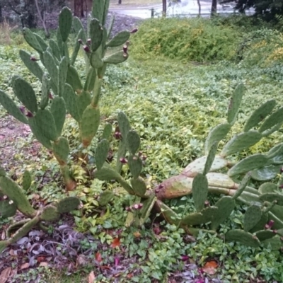 Opuntia ficus-indica (Indian Fig, Spineless Cactus) at Mount Ainslie to Black Mountain - 16 Jun 2015 by TimYiu