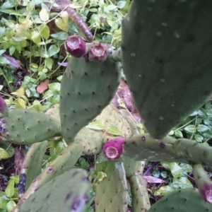 Opuntia ficus-indica at Acton, ACT - 17 Jun 2015 12:00 AM