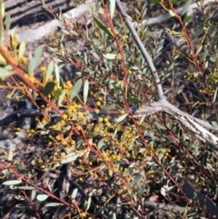Acacia buxifolia subsp. buxifolia (Box-leaf Wattle) at O'Connor, ACT - 28 Jun 2015 by ibaird