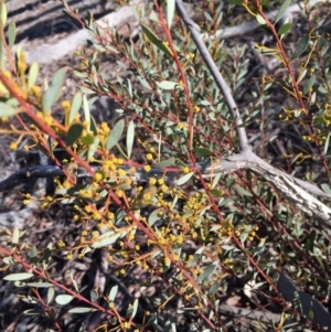 Acacia buxifolia subsp. buxifolia at O'Connor, ACT - 28 Jun 2015 11:35 AM