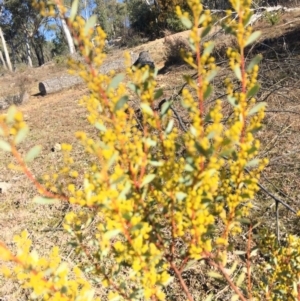 Acacia buxifolia subsp. buxifolia at O'Connor, ACT - 28 Jun 2015 11:35 AM