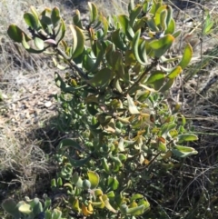 Persoonia rigida (Hairy Geebung) at O'Connor, ACT - 28 Jun 2015 by ibaird