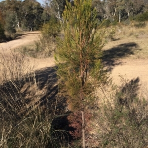 Exocarpos cupressiformis at O'Connor, ACT - 28 Jun 2015 12:02 PM