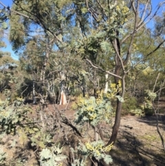 Acacia dealbata (Silver Wattle) at O'Connor, ACT - 28 Jun 2015 by ibaird