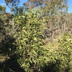 Acacia melanoxylon (Blackwood) at O'Connor, ACT - 28 Jun 2015 by ibaird
