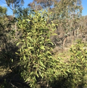 Acacia melanoxylon at O'Connor, ACT - 28 Jun 2015