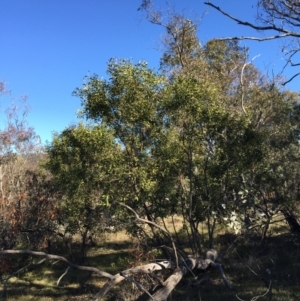 Acacia melanoxylon at O'Connor, ACT - 28 Jun 2015