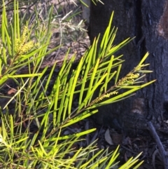 Acacia floribunda (White Sally Wattle, Gossamer Wattle) at O'Connor, ACT - 28 Jun 2015 by ibaird