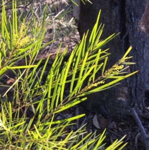 Acacia floribunda at O'Connor, ACT - 28 Jun 2015