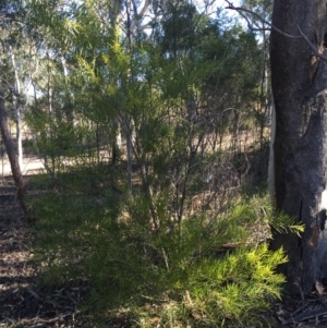 Acacia floribunda at O'Connor, ACT - 28 Jun 2015