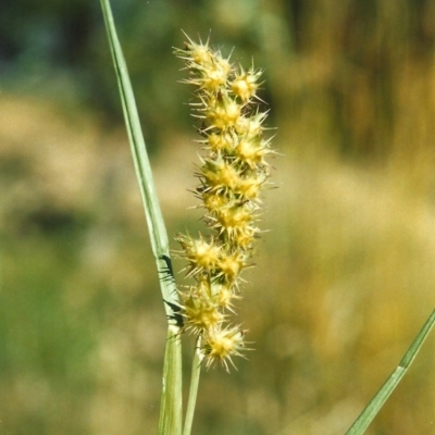 Cenchrus longispinus (Spiny Burrgrass, Spiny Burrgrass) at Paddys River, ACT - 13 Jan 2008 by michaelb