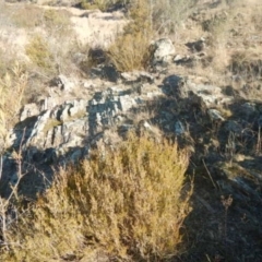 Calytrix tetragona at Kowen, ACT - 4 Jul 2015