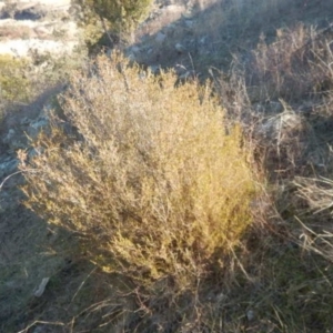 Calytrix tetragona at Kowen, ACT - 4 Jul 2015 02:55 PM