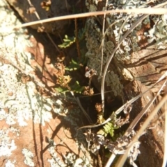 Cheilanthes distans (Bristly Cloak Fern) at Kowen, ACT - 4 Jul 2015 by MichaelMulvaney