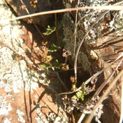 Cheilanthes distans (Bristly Cloak Fern) at Molonglo Gorge - 4 Jul 2015 by MichaelMulvaney