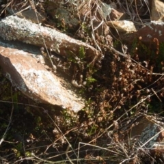 Cheilanthes distans at Kowen, ACT - 4 Jul 2015 03:11 PM