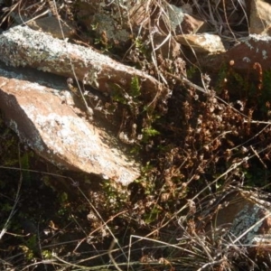 Cheilanthes distans at Kowen, ACT - 4 Jul 2015