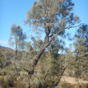 Allocasuarina luehmannii at Kowen, ACT - 4 Jul 2015 03:16 PM