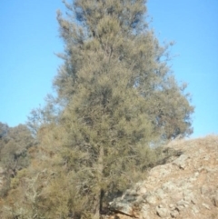 Allocasuarina luehmannii at Kowen, ACT - 4 Jul 2015 03:16 PM