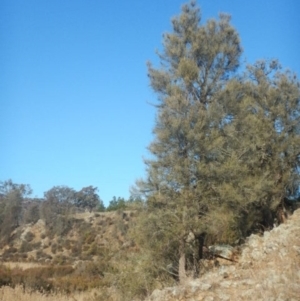 Allocasuarina luehmannii at Kowen, ACT - 4 Jul 2015 03:16 PM