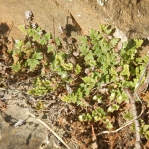 Cheilanthes distans at Kowen, ACT - 4 Jul 2015