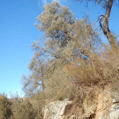 Allocasuarina luehmannii (Bulloak) at Kowen, ACT - 4 Jul 2015 by MichaelMulvaney