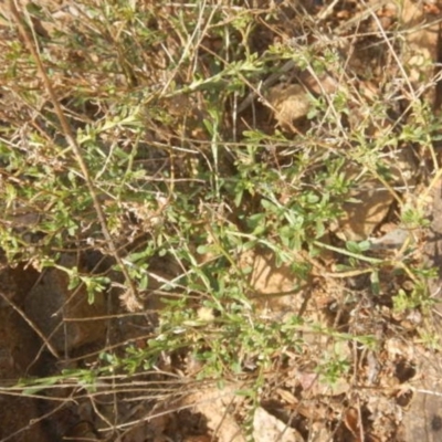 Calotis lappulacea (Yellow Burr Daisy) at Molonglo Gorge - 4 Jul 2015 by MichaelMulvaney