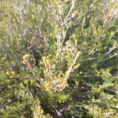 Calytrix tetragona (Common Fringe-myrtle) at Queanbeyan East, NSW - 4 Jul 2015 by MichaelMulvaney