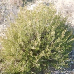 Calytrix tetragona at Queanbeyan East, NSW - 4 Jul 2015 03:36 PM