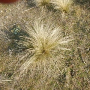 Nassella trichotoma at Queanbeyan East, NSW - 4 Jul 2015