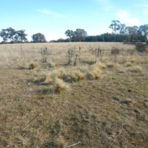 Nassella trichotoma at Queanbeyan East, NSW - 4 Jul 2015