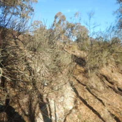 Allocasuarina luehmannii (Bulloak) at Molonglo Gorge - 4 Jul 2015 by MichaelMulvaney