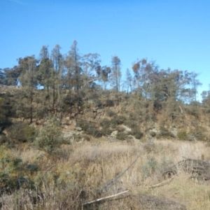 Allocasuarina luehmannii at Queanbeyan East, NSW - 4 Jul 2015