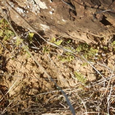 Cheilanthes distans (Bristly Cloak Fern) at Molonglo Gorge - 4 Jul 2015 by MichaelMulvaney