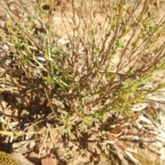 Calotis lappulacea (Yellow Burr Daisy) at Queanbeyan East, NSW - 4 Jul 2015 by MichaelMulvaney