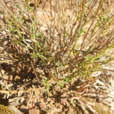 Calotis lappulacea (Yellow Burr Daisy) at Queanbeyan East, NSW - 4 Jul 2015 by MichaelMulvaney