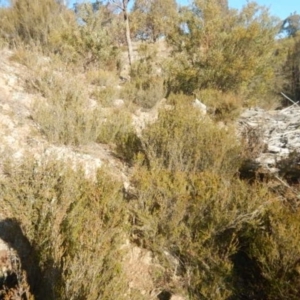 Calytrix tetragona at Queanbeyan East, NSW - 4 Jul 2015