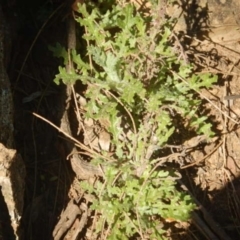 Senecio bathurstianus (Rough Fireweed) at Molonglo Gorge - 4 Jul 2015 by MichaelMulvaney