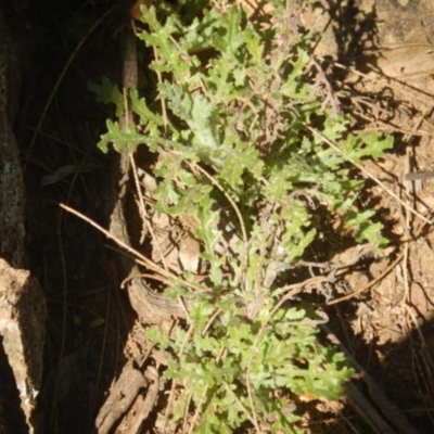 Senecio bathurstianus (Rough Fireweed) at Queanbeyan East, NSW - 4 Jul 2015 by MichaelMulvaney