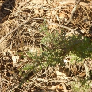 Senecio bathurstianus at Queanbeyan East, NSW - 4 Jul 2015 04:02 PM