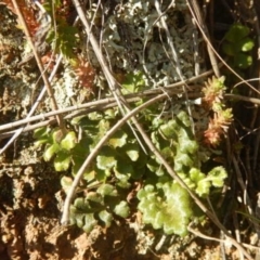 Pleurosorus subglandulosus at Oaks Estate, ACT - 4 Jul 2015