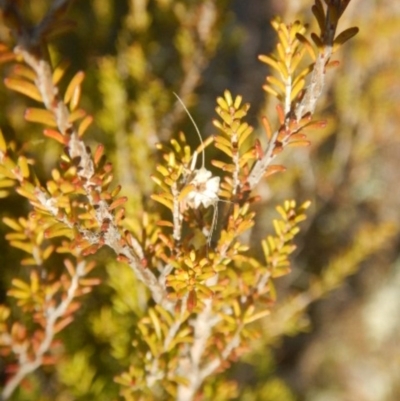 Calytrix tetragona (Common Fringe-myrtle) at Queanbeyan East, NSW - 4 Jul 2015 by MichaelMulvaney