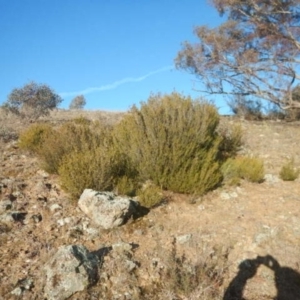 Calytrix tetragona at Queanbeyan East, NSW - 4 Jul 2015