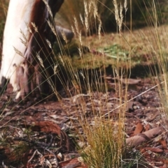 Rytidosperma erianthum (Hill Wallaby Grass) at Conder, ACT - 11 Apr 2005 by MichaelBedingfield